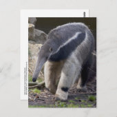 Carte postale Giant Anteater (Devant / Derrière)