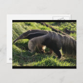 Carte postale Giant Anteater (Devant / Derrière)