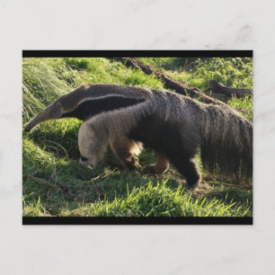 Carte postale Giant Anteater