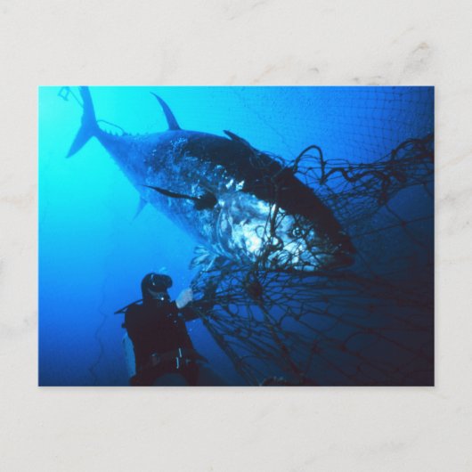 Carte Postale Giant Bluefin Tuna Caught in a net (Devant)