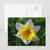 Carte postale Giant Daffodil (Devant / Derrière)