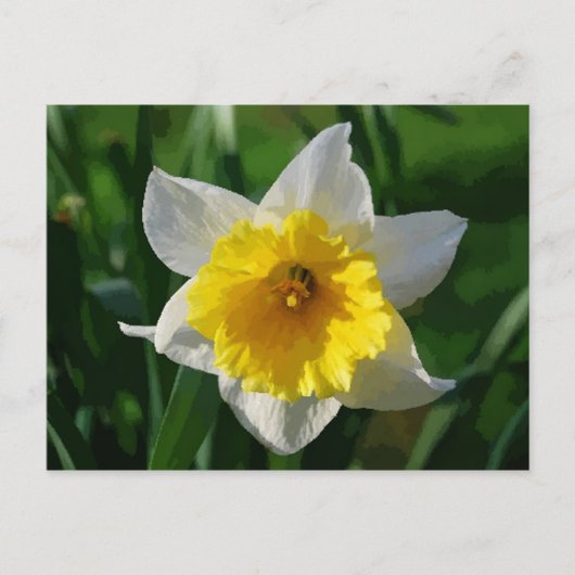 Carte postale Giant Daffodil (Devant)