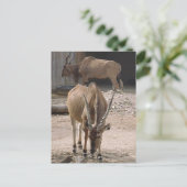 Carte postale "Giant Eland" (Debout devant)