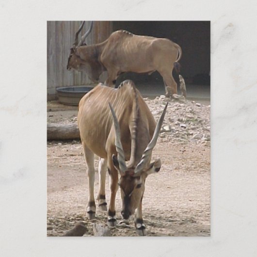 Carte postale "Giant Eland" (Devant)