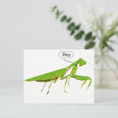 Carte postale Giant Green Praying Mantis (Debout devant)