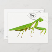 Carte postale Giant Green Praying Mantis (Devant / Derrière)