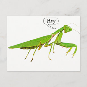 Carte postale Giant Green Praying Mantis