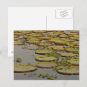 Carte Postale Giant ou Victoria Lilies Victoria amazonica, (Devant / Derrière)