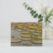 Carte Postale Giant ou Victoria Lilies Victoria amazonica, (Debout devant)