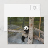 Carte postale Giant Panda (Devant / Derrière)