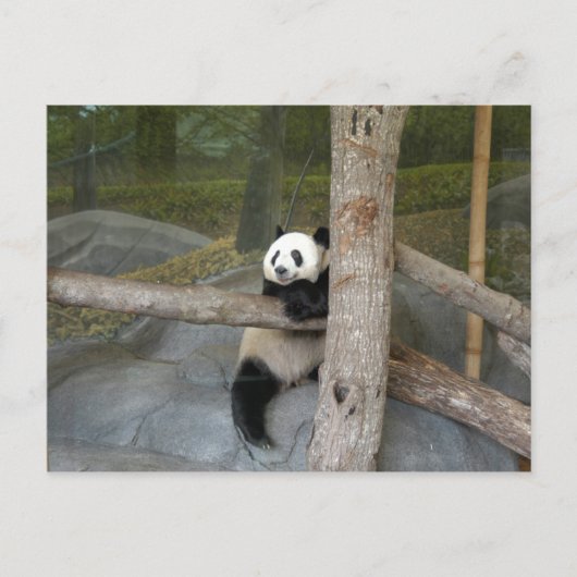 Carte postale Giant Panda (Devant)