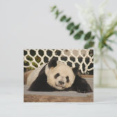 Carte postale Giant Panda (Debout devant)
