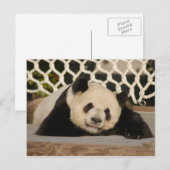 Carte postale Giant Panda (Devant / Derrière)