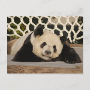 Carte postale Giant Panda