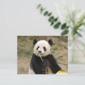 Carte postale Giant Panda (Debout devant)