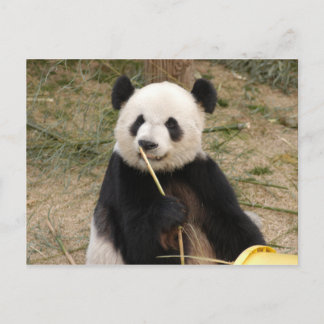 Carte postale Giant Panda