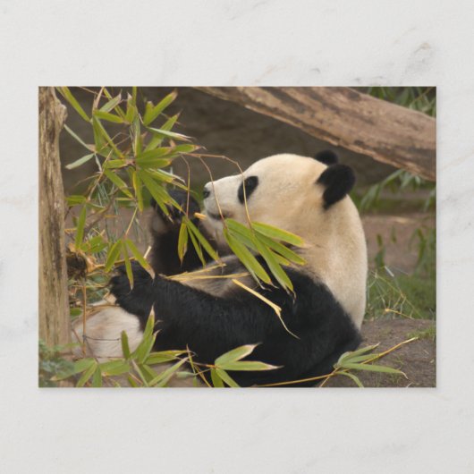 Carte postale Giant Panda (Devant)
