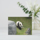 Carte postale Giant Panda (Debout devant)