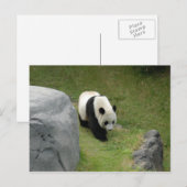 Carte postale Giant Panda (Devant / Derrière)