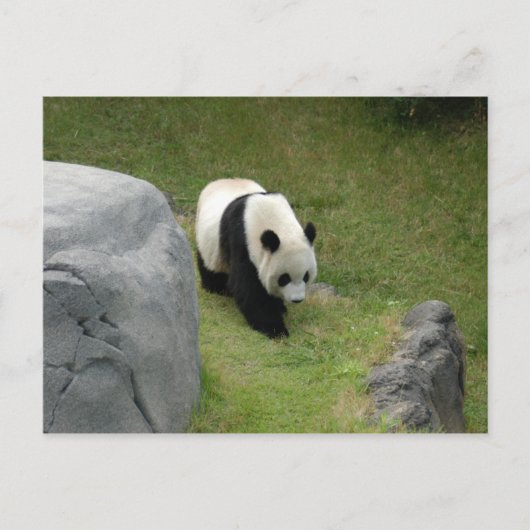 Carte postale Giant Panda (Devant)