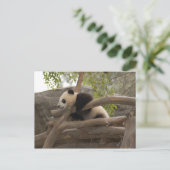 Carte postale Giant Panda (Debout devant)