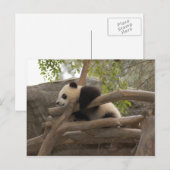 Carte postale Giant Panda (Devant / Derrière)