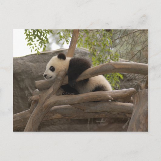 Carte postale Giant Panda (Devant)