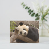 Carte postale Giant Panda (Debout devant)