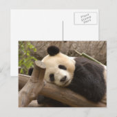 Carte postale Giant Panda (Devant / Derrière)