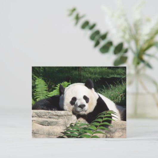 Carte Postale Giant Panda Napping (Debout devant)