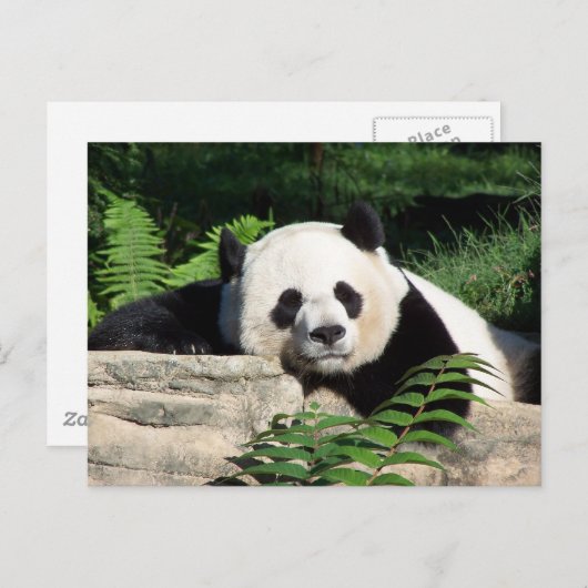 Carte Postale Giant Panda Napping (Devant / Derrière)
