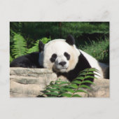 Carte Postale Giant Panda Napping (Devant)