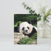 Carte Postale Giant Panda Napping (Debout devant)