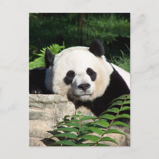 Carte Postale Giant Panda Napping (Devant)