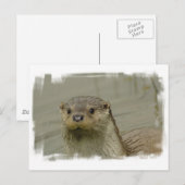 Carte postale Giant River Otter (Devant / Derrière)