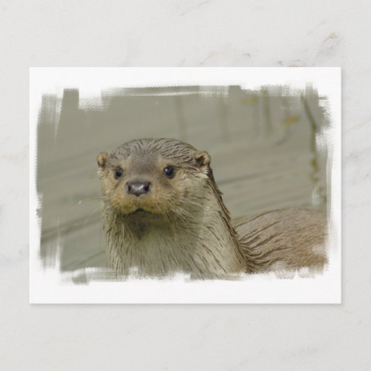 Carte postale Giant River Otter (Devant)