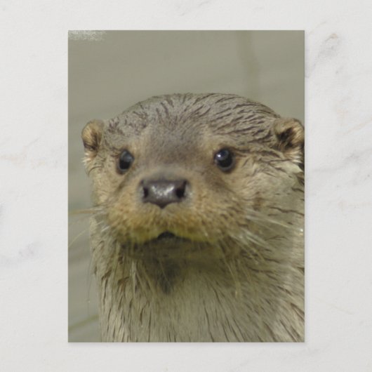 Carte postale Giant River Otter (Devant)