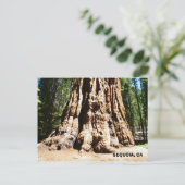Carte postale Giant Sequoia ! (Debout devant)
