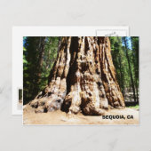 Carte postale Giant Sequoia ! (Devant / Derrière)