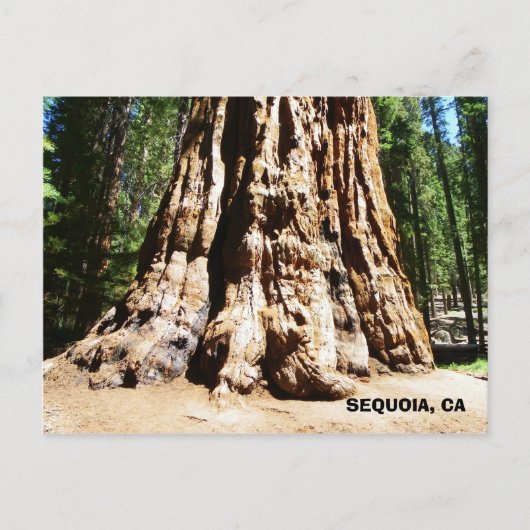 Carte postale Giant Sequoia ! (Devant)