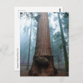Carte Postale Giant Sequoia Tree in Grant Grove, CA (Devant / Derrière)