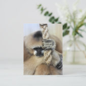 CARTE POSTALE GIBBON (Debout devant)