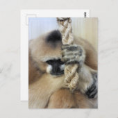 CARTE POSTALE GIBBON (Devant / Derrière)