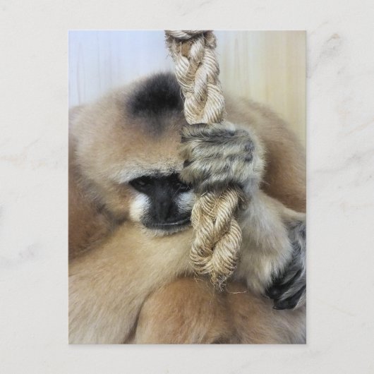 CARTE POSTALE GIBBON (Devant)