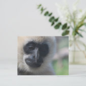 Carte postale Gibbon (Debout devant)