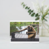 Carte Postale Gibbon (Debout devant)