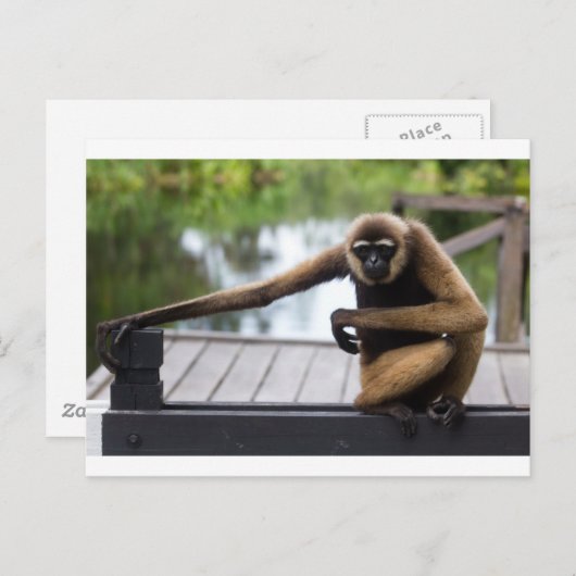 Carte Postale Gibbon (Devant / Derrière)