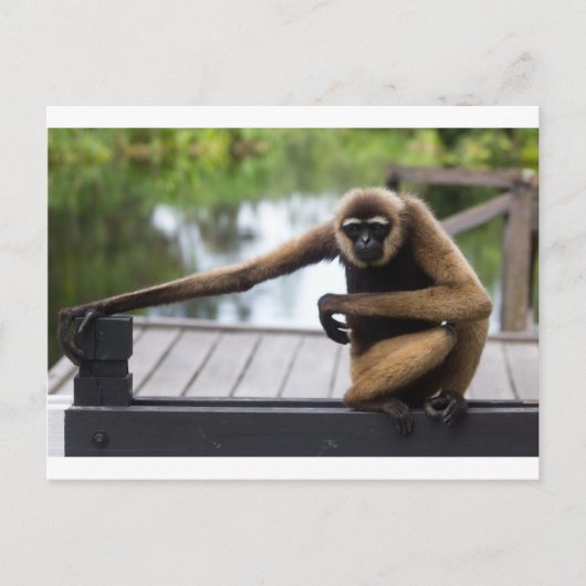 Carte Postale Gibbon (Devant)