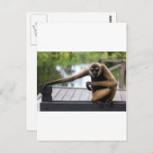 Carte Postale Gibbon (Devant / Derrière)