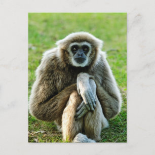 Carte Postale Gibbon, Parlons du sens de la vie...